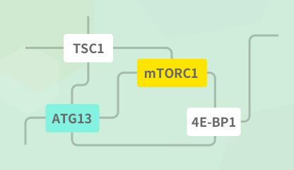 Pathway Enrichment Analysis