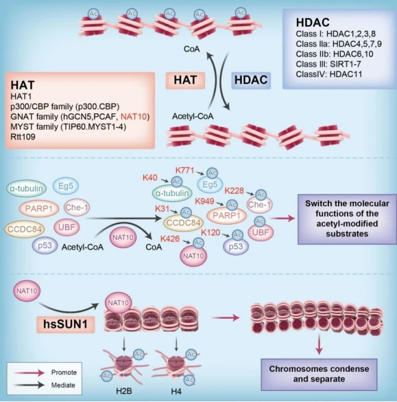 NAT10作为蛋白乙酰化酶的作用