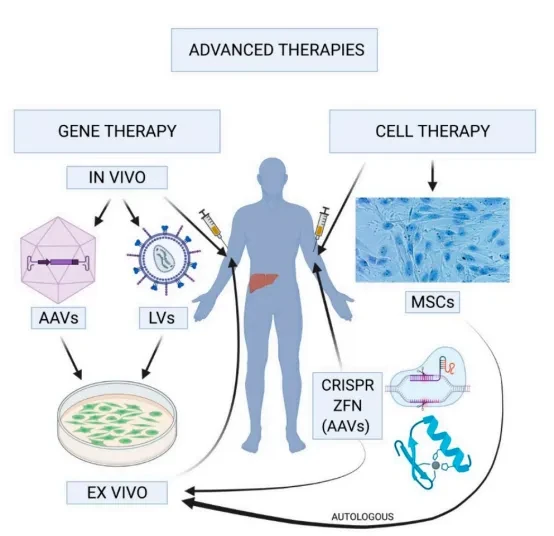 血友病基因治疗工作原理