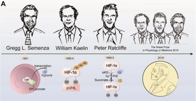 HIF-1α氧感知机制与诺奖发现