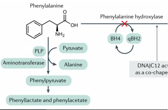 PKU的遗传学机制