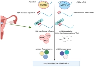 m6A甲基转移酶复合物