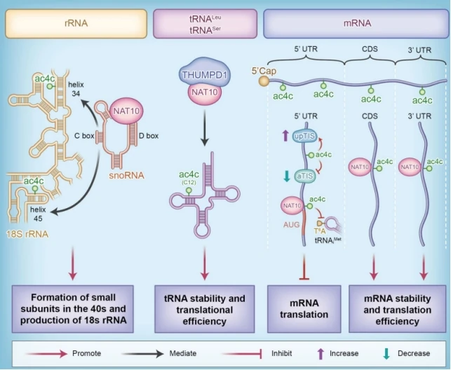 NAT10作为RNA乙酰化酶的作用