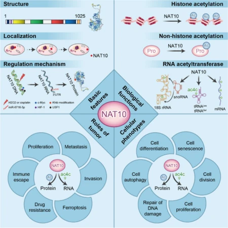 NAT10的催化特征与疾病作用示意