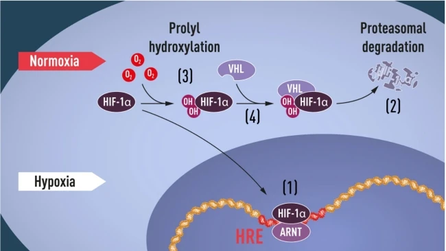 PHD/VHL介导的HIF-1α羟基化与降解通路